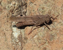 Trimerotropis thalassica