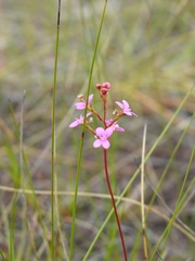 Stylidium lineare