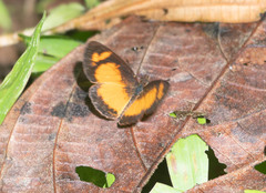 Tegosa