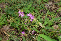 Campylotropis macrocarpa