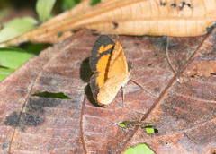 Tegosa