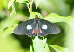 Parides