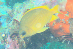 Chromis analis