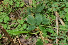Campylotropis macrocarpa