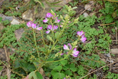 Campylotropis macrocarpa