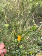 Pultenaea tuberculata