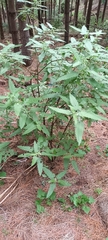 Urtica ferox