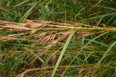 Themeda caudata