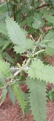 Urtica ferox