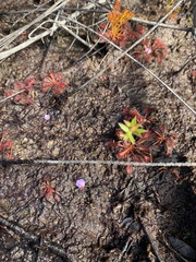 Utricularia lateriflora