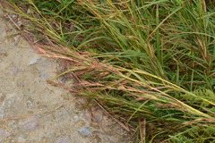 Themeda caudata