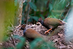 Megapodius reinwardt