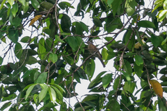 Xanthotis flaviventer
