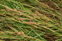 Themeda caudata