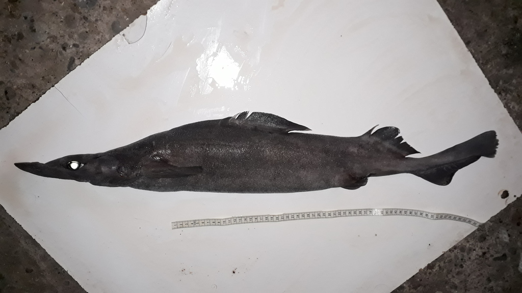 Birdbeak Dogfish (Deania calceus) Marine Life Identification