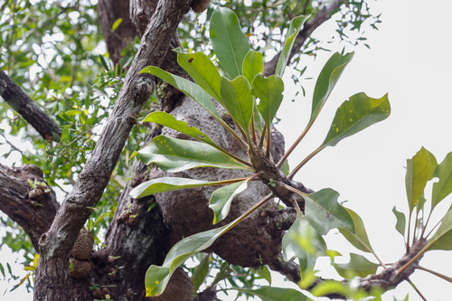 Myrmecodia platytyrea, photograph 1