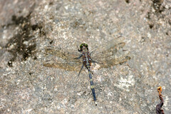 Orthetrum serapia