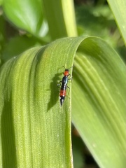 Paederus cruenticollis
