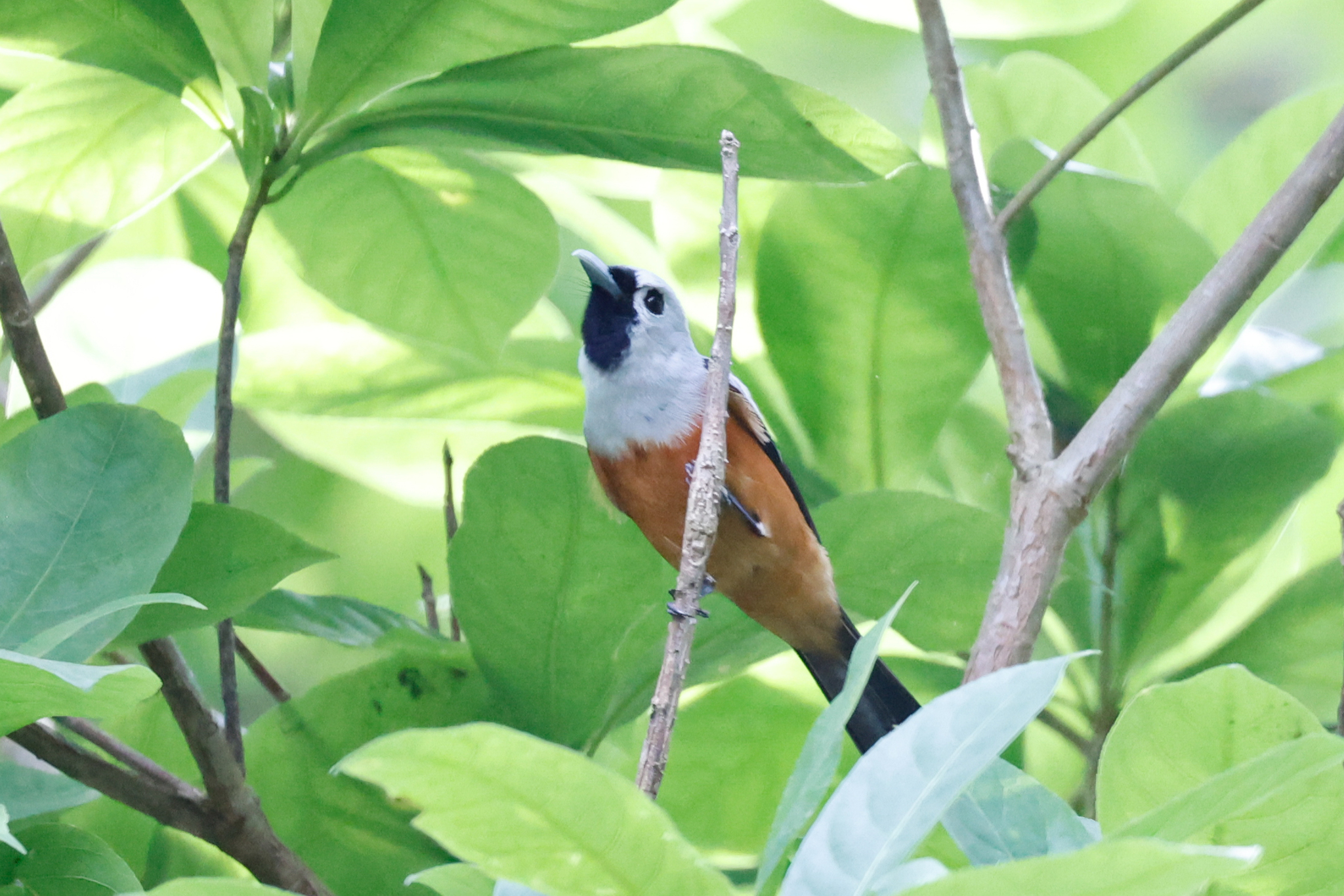 Black-winged Monarch (Monarcha frater), photo 1