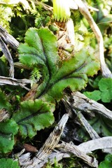 Marchantia polymorpha polymorpha