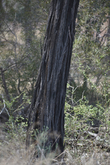 Acacia argyrodendron
