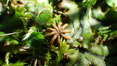 Marchantia polymorpha polymorpha