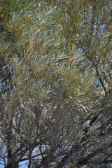 Acacia argyrodendron