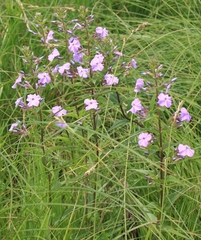 Phlox maculata