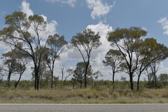 Acacia argyrodendron