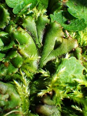 Marchantia polymorpha polymorpha