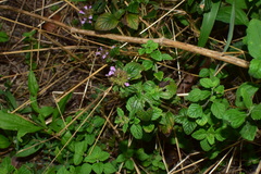 Clinopodium chinense
