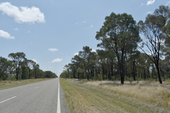 Acacia argyrodendron