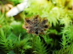 Marchantia polymorpha polymorpha