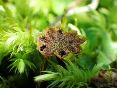 Marchantia polymorpha polymorpha
