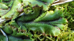 Marchantia polymorpha polymorpha