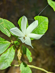 Rubiaceae