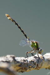 Ophiogomphus occidentis