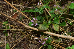 Clinopodium chinense