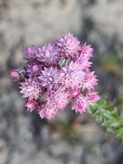 Lachnospermum umbellatum