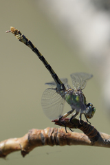 Ophiogomphus occidentis