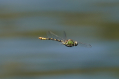 Ophiogomphus occidentis