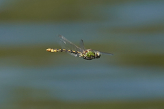 Ophiogomphus occidentis