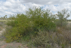 Petalostylis labicheoides