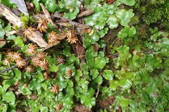 Marchantia