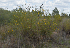 Petalostylis labicheoides
