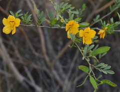 Petalostylis labicheoides