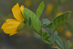 Petalostylis labicheoides