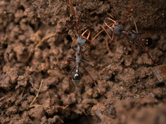 Myrmecia forceps