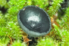 Urnula campylospora