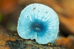 Mycena interrupta